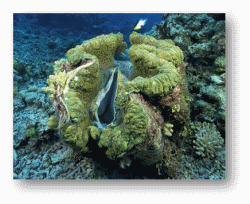 Giant Clams