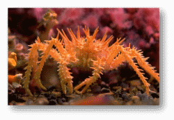 Spiny Crabs