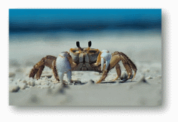 Ghost Crabs