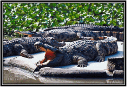 Crocodiles