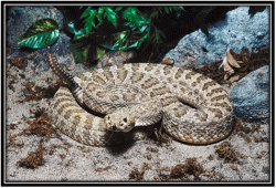 Rattlesnakes