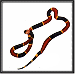 Coral Snakes