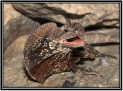 Frilled Neck Lizards