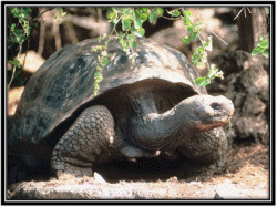 Galapagos Tortoises