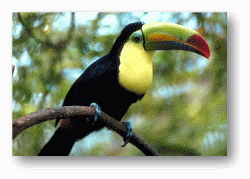 Toucans