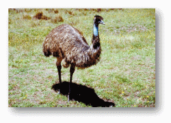 Emus