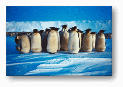 Emperor Penguins