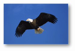 Bald Eagles