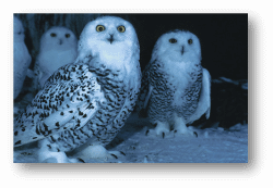 Snowy Owls