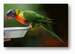 Rainbow Lorikeets