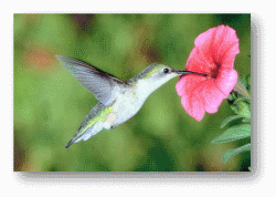 Hummingbirds