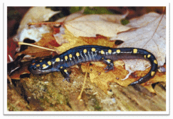 Spotted Salamanders