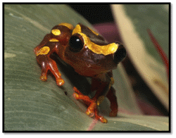 Clown Frogs