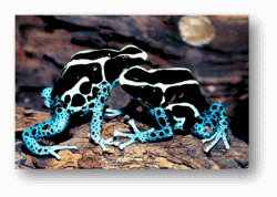 Poison Dart Frogs