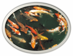 Koi Carp