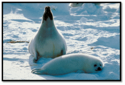 Harp Seals