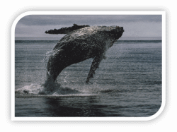 Humpback Whales