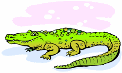 Crocodile