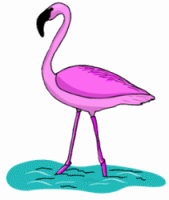 Flamingo