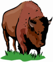 Buffalo