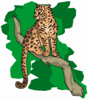 Cheetah