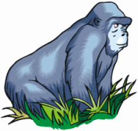 Gorilla