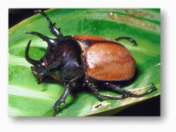 Rhinoceros Beetles