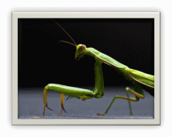 Praying Mantises