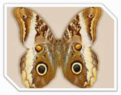 Emperor Moths