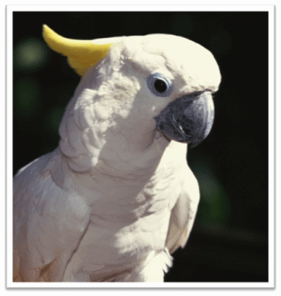 Cockatoo