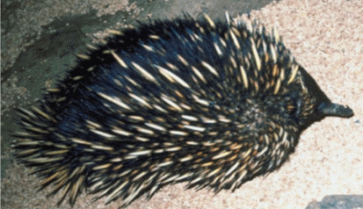 Echidna