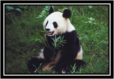 Giant Panda