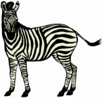 Zebra