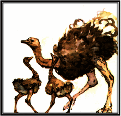 Ostrich