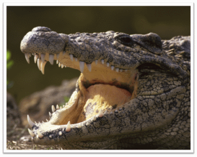 Saltwater Crocodile