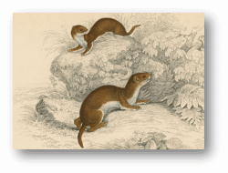 Weasels