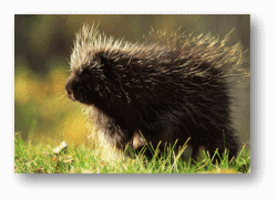 Porcupines