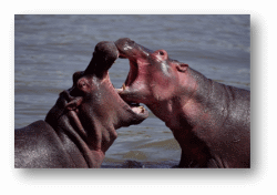 Hippos