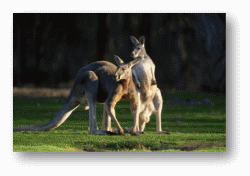 Kangaroos