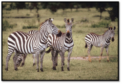 Zebras