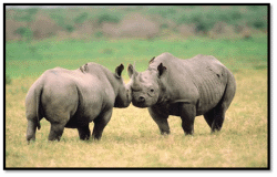 Rhinoceroses