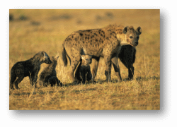 Hyenas