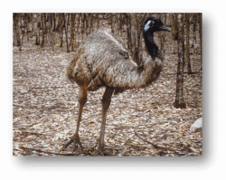 Emus