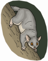 Ringtail Possum