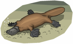 Platypus