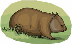 Wombat