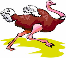 Ostrich