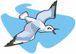 Seagull