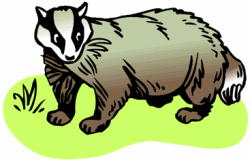 Badger