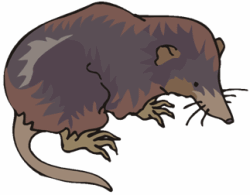 Shrew